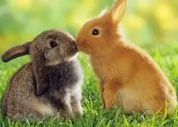 sweet bunnies