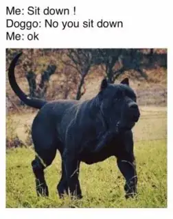 Text of a conversation between "Me" and "Doggo"